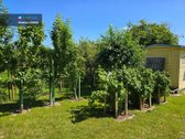 Parduodamas Namas Čiobrelių G., Panevėžyje. - nuotraukos Nr. 9