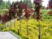 Parduodamas Naujai Įrengtas Funkcionalaus - nuotraukos Nr. 32
