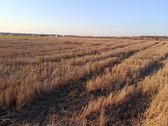 Parduodamas 11.09 a sklypas Varluvoje, - nuotraukos Nr. 3