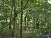 Parduodamas sodo sklypas Vosyliukuose su - nuotraukos Nr. 7