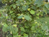 Parduodamas tvarkingas sodo namas Janališkių - nuotraukos Nr. 14