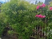 Parduodamas 6 a sklypas su namuku Valų k., - nuotraukos Nr. 20