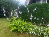 Parduodamas Jaukus Didelis Sklypas Su - nuotraukos Nr. 9