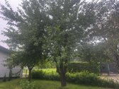 Parduodamas Jaukus Didelis Sklypas Su - nuotraukos Nr. 10