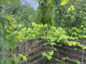 Vilniaus m. sav., Vilniaus m., Kryžiokai - nuotraukos Nr. 12