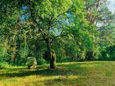 Gireišių kaime, parduodama rąstinė sodyba su - nuotraukos Nr. 14