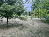 Didelis namų valdos sklypas prie miško su - nuotraukos Nr. 12
