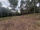 Parduodamas 1,97 ha sklypas miško apsuptyje, - nuotraukos Nr. 16