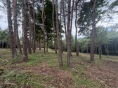 Parduodamas 1,97 ha sklypas miško apsuptyje, - nuotraukos Nr. 22