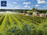 Parduodamas vienas didžiausių šilauogių ūkių - nuotraukos Nr. 8
