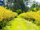 Parduodamas vienas didžiausių šilauogių ūkių - nuotraukos Nr. 3