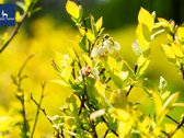 Parduodamas vienas didžiausių šilauogių ūkių - nuotraukos Nr. 2