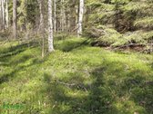 12 Ha Sklypas Su 200 Metrų Švento Ežero - nuotraukos Nr. 6