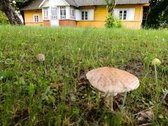Parduodama Sodyba Zervynų K., Ūlos G.16a, - nuotraukos Nr. 8