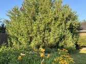 Parduodamas gyvenamasis namas kartu su - nuotraukos Nr. 52