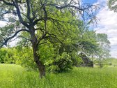 Pirtis Prie Ežero Kranto Ir Autentiška Sodyba - nuotraukos Nr. 20