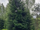 Sklypas Su Galimybe Atstatyti Sodybą Gražutės - nuotraukos Nr. 2