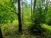 Sklypas Su Galimybe Atstatyti Sodybą Gražutės - nuotraukos Nr. 3
