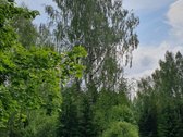 Sklypas Su Galimybe Atstatyti Sodybą Gražutės - nuotraukos Nr. 4