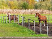 Verkių regioniniame parke, Gulbinuose, - nuotraukos Nr. 20