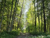 Parduodame miškų apsuptą sodybą Varėnos - nuotraukos Nr. 40