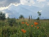 Parduodame miškų apsuptą sodybą Varėnos - nuotraukos Nr. 48