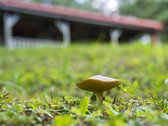 Parduodama jauki sodyba ramioje vietoje, vos - nuotraukos Nr. 27