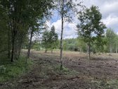Parduodama sodyba su didele žeme, mišku ir - nuotraukos Nr. 15