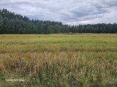 Parduodamas 116 arų miškas Vilniaus raj., - nuotraukos Nr. 11