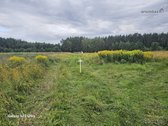 Parduodamas 116 arų miškas Vilniaus raj., - nuotraukos Nr. 10