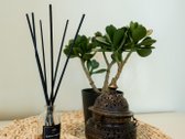 2 kambarių butas pirmame aukšte, esančiame - nuotraukos Nr. 15
