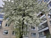 Parduodamas erdvus 4 kambarių butas su trimis - nuotraukos Nr. 26