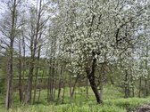Parduodami du žemės sklypai 0.7096 ha ir 0.34 ha - nuotraukos Nr. 7