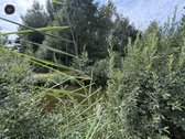 Parduodama Jauki Sodyba Gamtos Apsuptyje – - nuotraukos Nr. 9