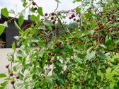Išskirtinė Moderni Sodyba Ant Neries Kranto! - nuotraukos Nr. 15