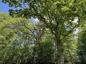 Parduodamas išskirtinis sklypas Neries - nuotraukos Nr. 5