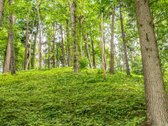 Ramybė, privatumas ir gamta – tai šių namų - nuotraukos Nr. 23