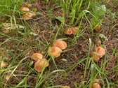 Parduodamas medinis dvaras - nuotraukos Nr. 83