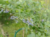  Parduodamas 4 Kambarių Kotedžas Kalnėnuose  - nuotraukos Nr. 45