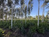 Šiaulių r. sav., Ginkūnų sen., Malavėniukų k. - nuotraukos Nr. 21