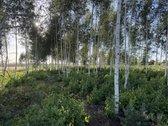 Šiaulių r. sav., Ginkūnų sen., Malavėniukų k. - nuotraukos Nr. 22
