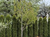 Parduodamas pilnai įrengtas namas prie - nuotraukos Nr. 11