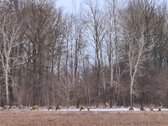 Išnuomojamas išskirtinis 3,63 ha parkas su - nuotraukos Nr. 64