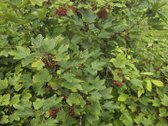 Parduodamas 6,66 a sodo sklypas SB „Vyturėlis - nuotraukos Nr. 15