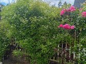 Parduodamas 6 a sklypas su namuku Valų k., - nuotraukos Nr. 20