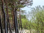 Ramioje Palangos vietoje šalia “vanagupės, - nuotraukos Nr. 24