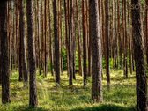 Vingiuotas pušyno keliukas veda į - nuotraukos Nr. 14