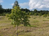 Parduodamas unikalus 4,3217 ha sklypas - nuotraukos Nr. 4