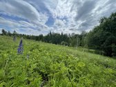 Parduodamas 3.61 Ha Sklypas Su Žaliuojančiu - nuotraukos Nr. 8