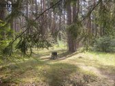 Parduodamas šviesus ir jaukus dviejų kambarių - nuotraukos Nr. 14